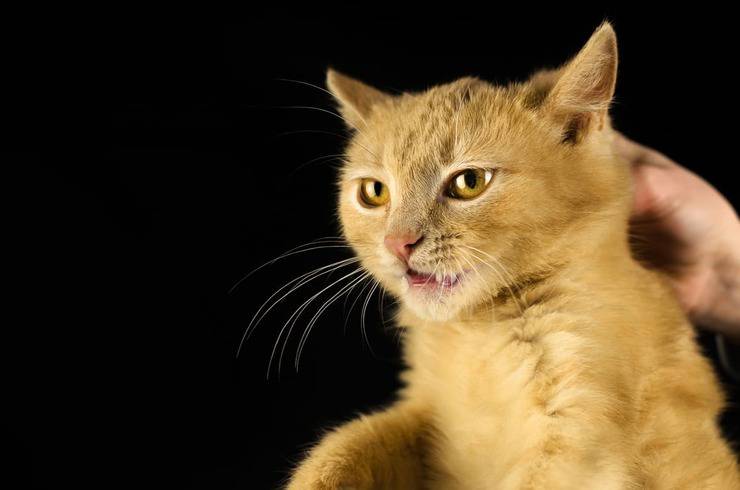 Prendere il gatto per la collottola (Foto Adobe Stock)