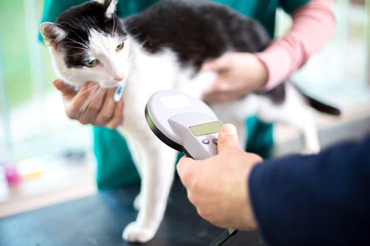 Lettore microchip gatto (Foto Adobe Stock)