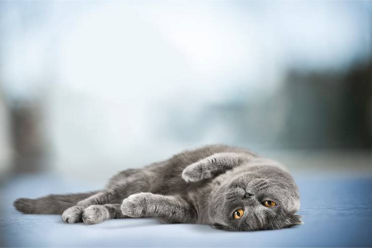 Tappetino refrigerante per gatti (Foto Adobe Stock)
