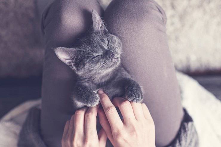 Il gatto fa pipì sui vestiti
