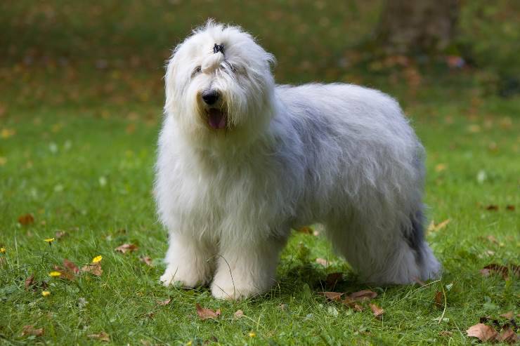razze cani coda corta