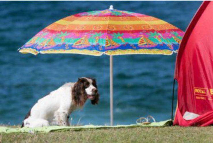 Cane al Mare