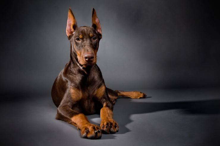 le migliori razze di cani da guardia per la vita in appartamento