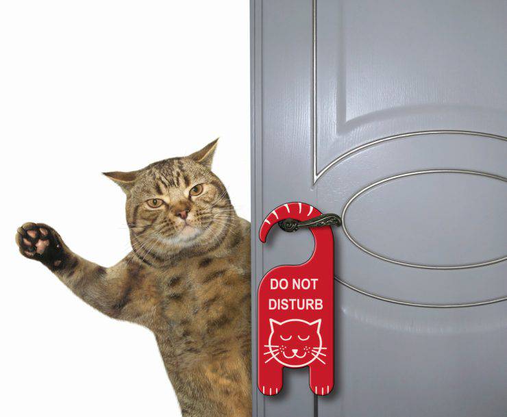 Gatto in albergo