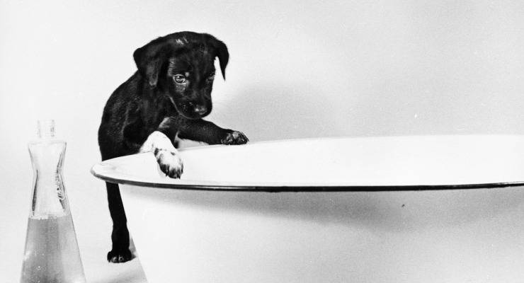 Labrador malformazioni