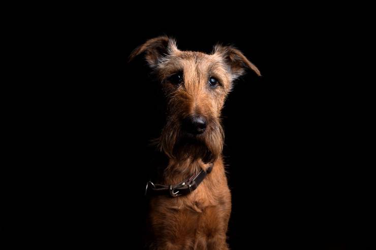 Irish terrier cucciolo