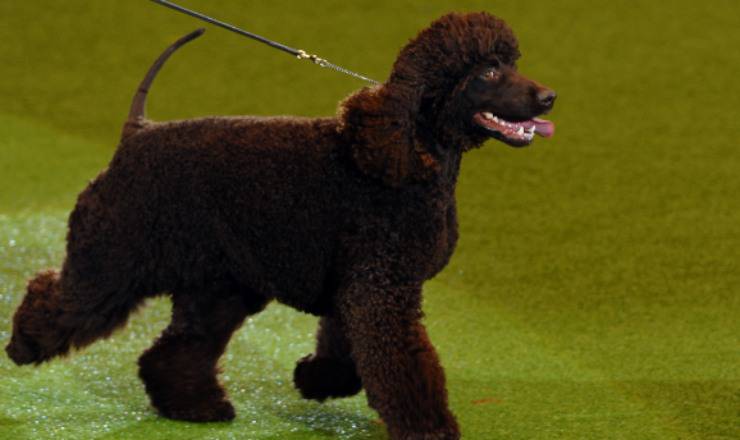 Irish water spaniel adulto