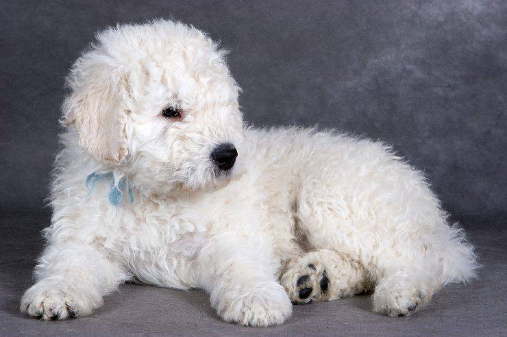 Komondor cucciolo