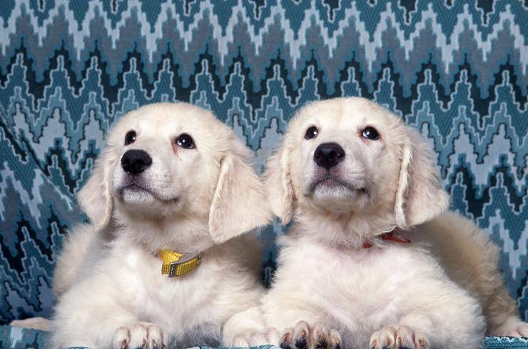 Kuvasz cucciolo