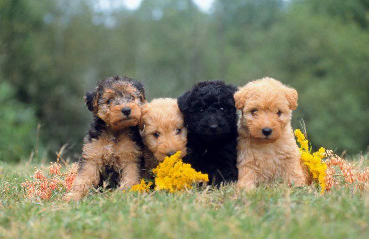 Lakeland terrier cucciolo