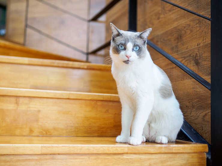 Gatto sulle scale (Foto Adobe Stock)