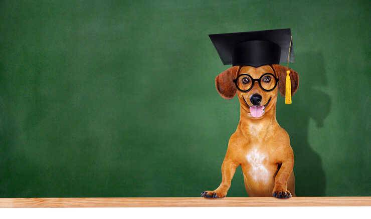 cosa rischio se il mio cane morde una persona (Foto Adobe Stock)