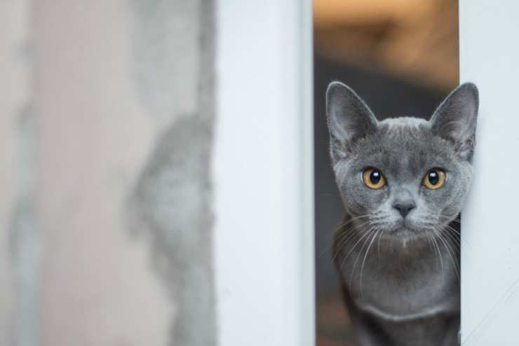 Il gatto grigio (Foto Pixabay)