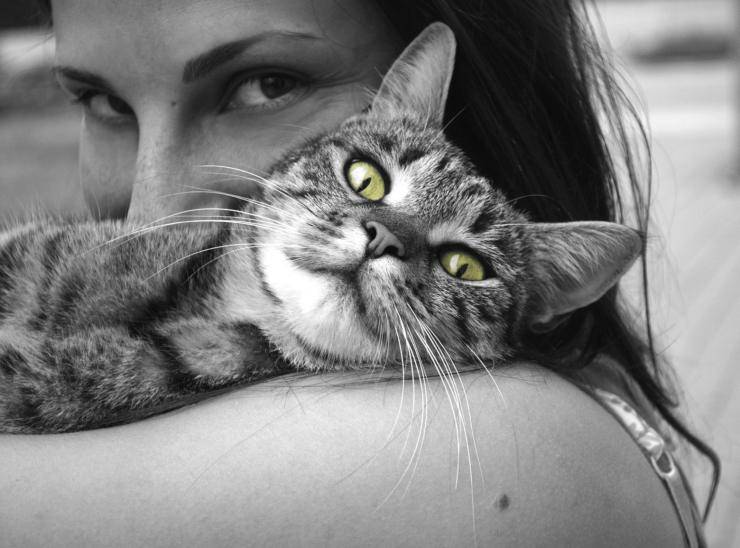 Il gatto sente la mancanza del padrone