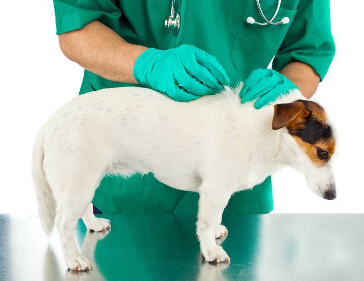 antipulci per il cane non funziona