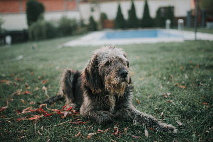 Addestrare un cane anziano