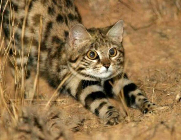 Gatto dai piedi neri