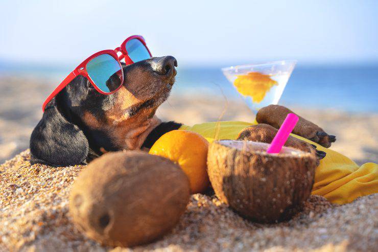 bibite per il cane