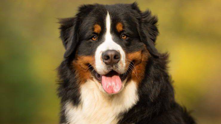 Bovaro del Bernese