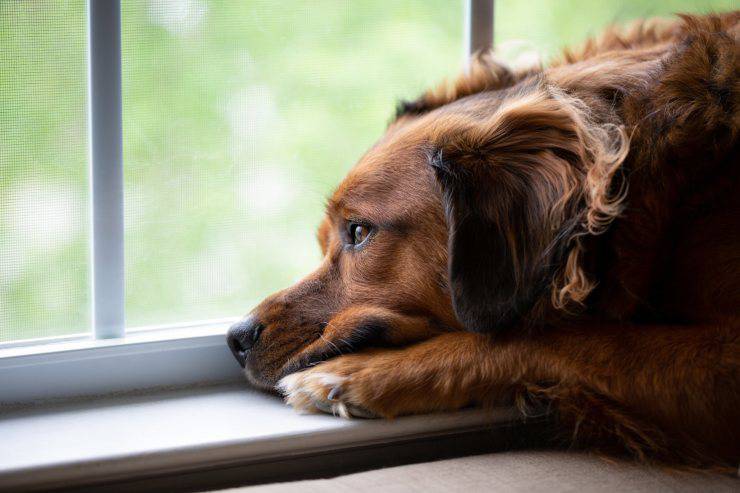 Cane solo a casa aspetta padrone