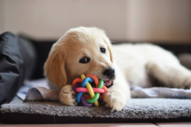 Alimenti per stimolare l'intelligenza del cane