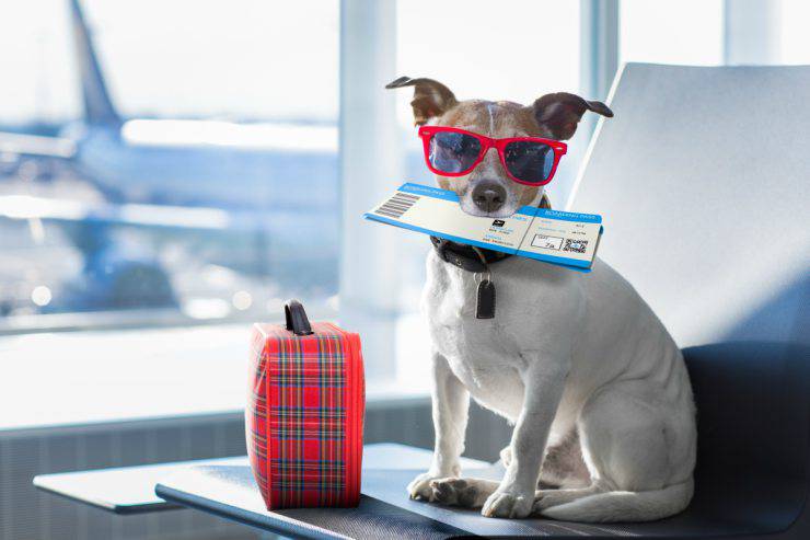 Portare il cane in aereo