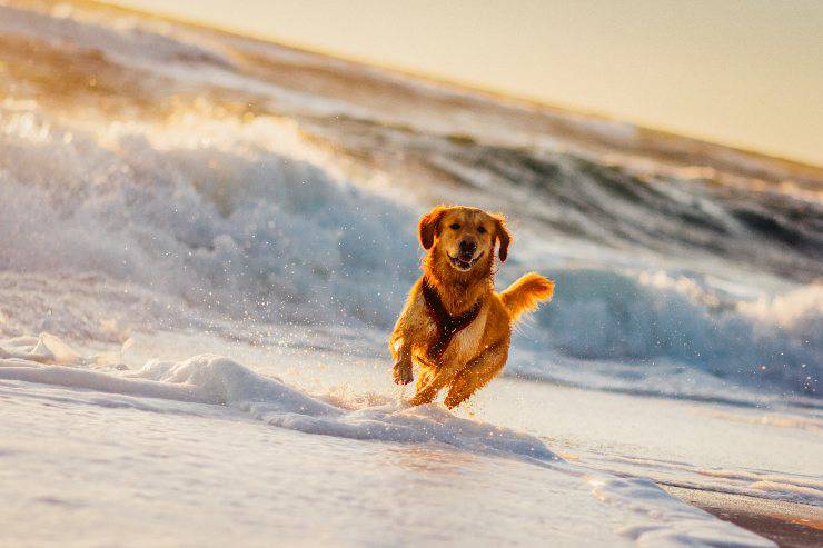 cane al mare