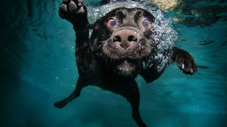 cane al mare