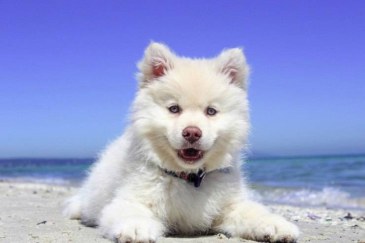 cane