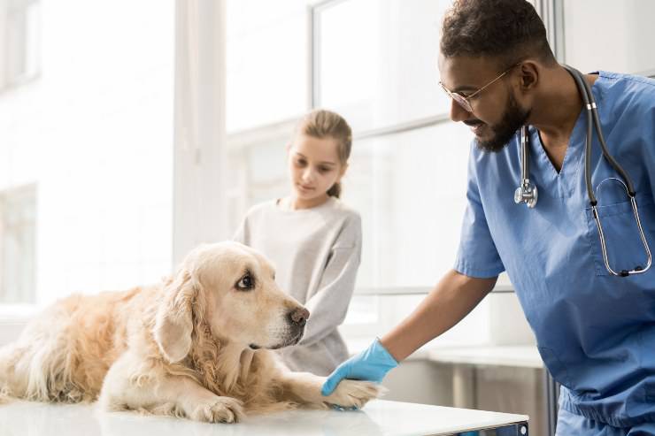 cane dal veterinario