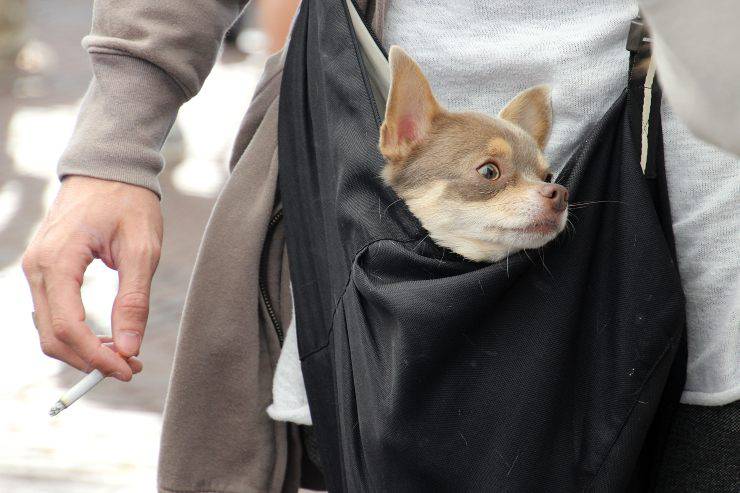 Fido