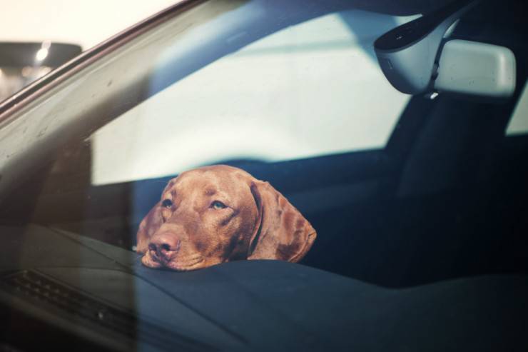 Lasciare il cane in macchina