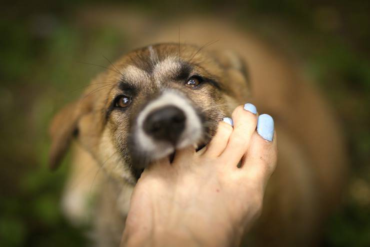 Il cane morde i piedi