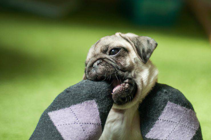 Cane morde i piedi