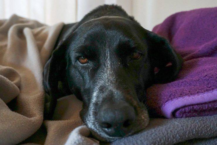 cane pigro