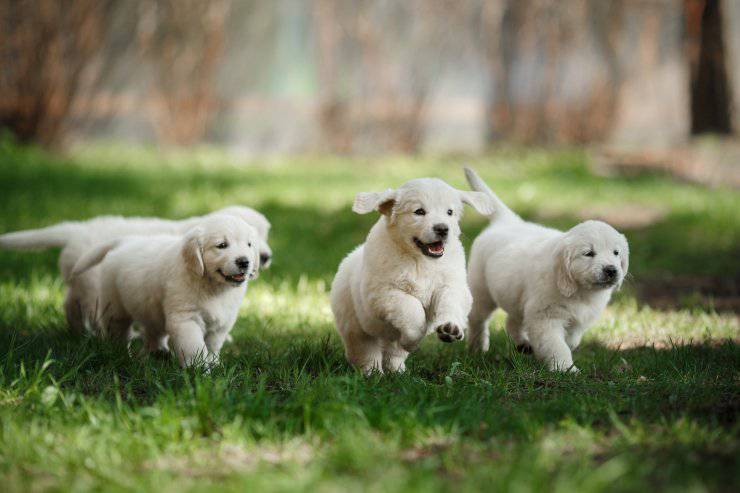 Cucciolo di cane troppo vivace