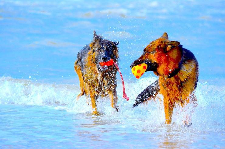 cani al mare
