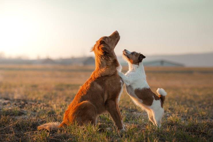 cani comunicano