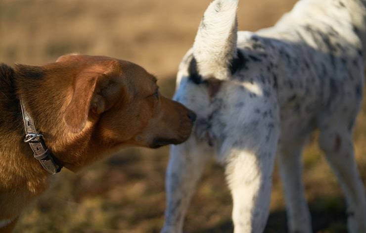 cani si annusano il sedere