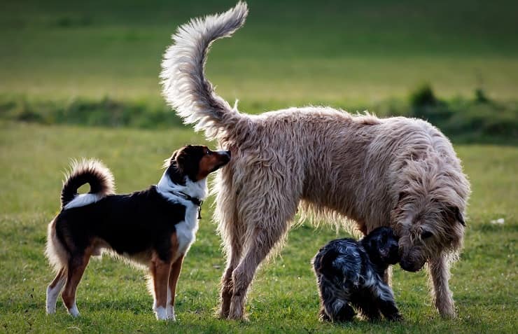 cani si annusano il sedere