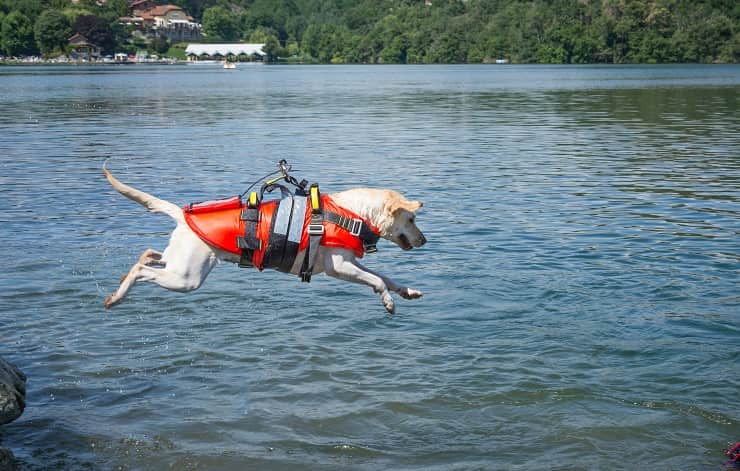Cane da salvataggio in acqua