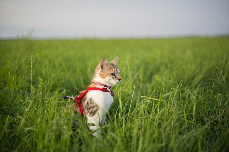 Gatto al guinzaglio (Foto Pixabay)
