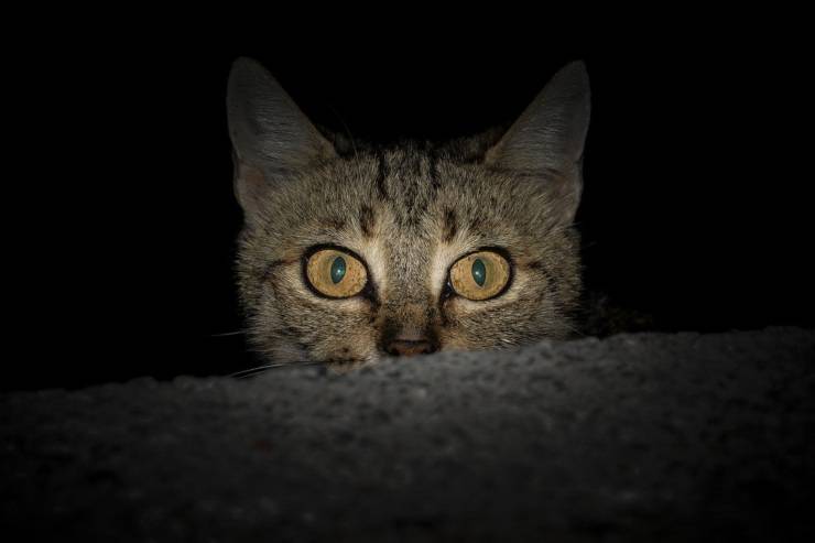 Occhi di gatto