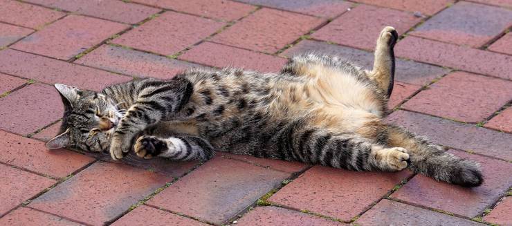 Gatto ha caldo