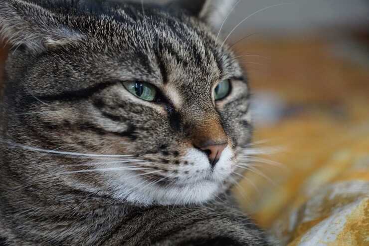 Gatto (Foto Pixabay)