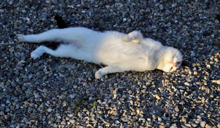 Il gatto dorme nella lettiera