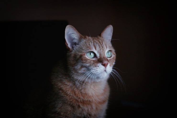 Micio