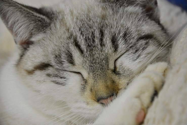 Micio