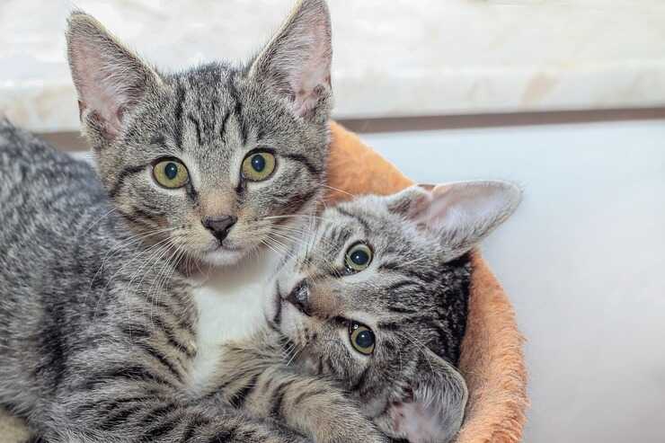 Convivenza tra due gatti 