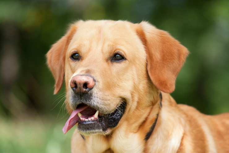 Labrador attento (Foto Pixabay)